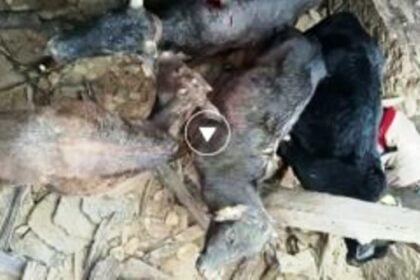 Garhwal Khabar....रहस्यमयी से नहीं उठ पाया पर्दा| यहां फिर आने लगा ये रहस्यमयी| जयमल चंद्रा की Report 4 angles 85