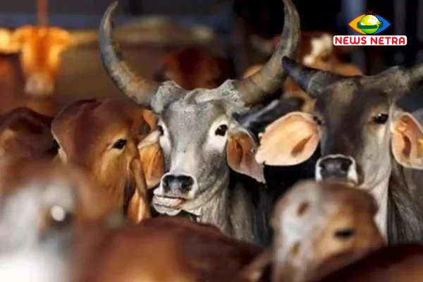 Breaking News : देहरादून के कांजी हाउस में फिर मिली मृत गाय, मचा हड़कंप, होगा मुकदमा-Newsnetrra 2 कांजी हाउस में फिर मिली मृत गाय