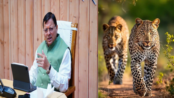 Cm Dhami Serious On Tiger Attacks In Uttarakhand