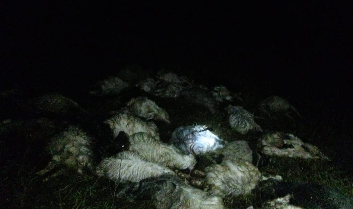 उत्तरकाशी के मोरी ब्लॉक के अंतर्गत धार गांव में 43 भेड़ बकरियों की वज्रपात से हुई मौत जिसकी लागत 387000 के आसपास-Newsnetra 6 img 20241010 wa00031900098251762797544