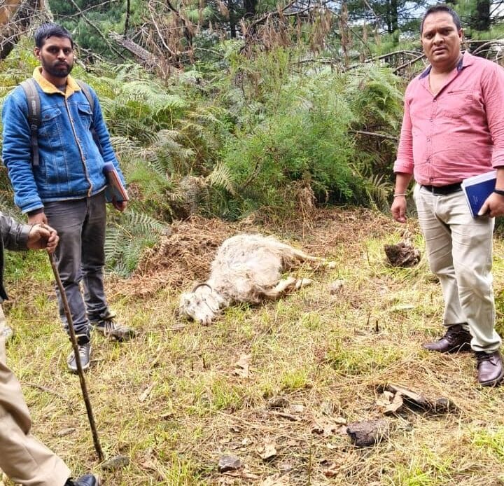 उत्तरकाशी के मोरी ब्लॉक के अंतर्गत धार गांव में 43 भेड़ बकरियों की वज्रपात से हुई मौत जिसकी लागत 387000 के आसपास-Newsnetra 4 img 20241010 wa00058273633532078491212
