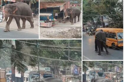 Haridwar News: बहादराबाद रिहायशी इलाके में जंगली हाथी की चहल कदमी से मची अफरा-तफरी-Newsnetra 10 IMG 20241128 WA0015