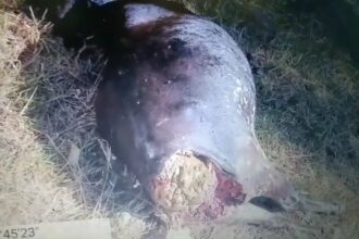 IMG 20241115 15025093