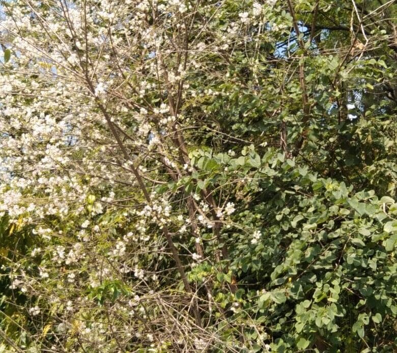 img 20241111 wa00211174835275122503745