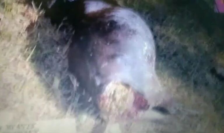 img 20241115 150317246514932319873355539