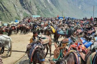 चारधाम यात्रा से पहले घोड़े-खच्चरों की मेडिकल जांच अनिवार्य, क्वारंटीन सेंटर भी तैयार-Newsnetra 4 images 1 10