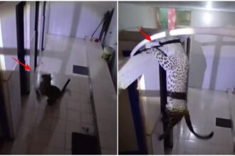 1200 675 24334740 thumbnail 16x9 pic pp