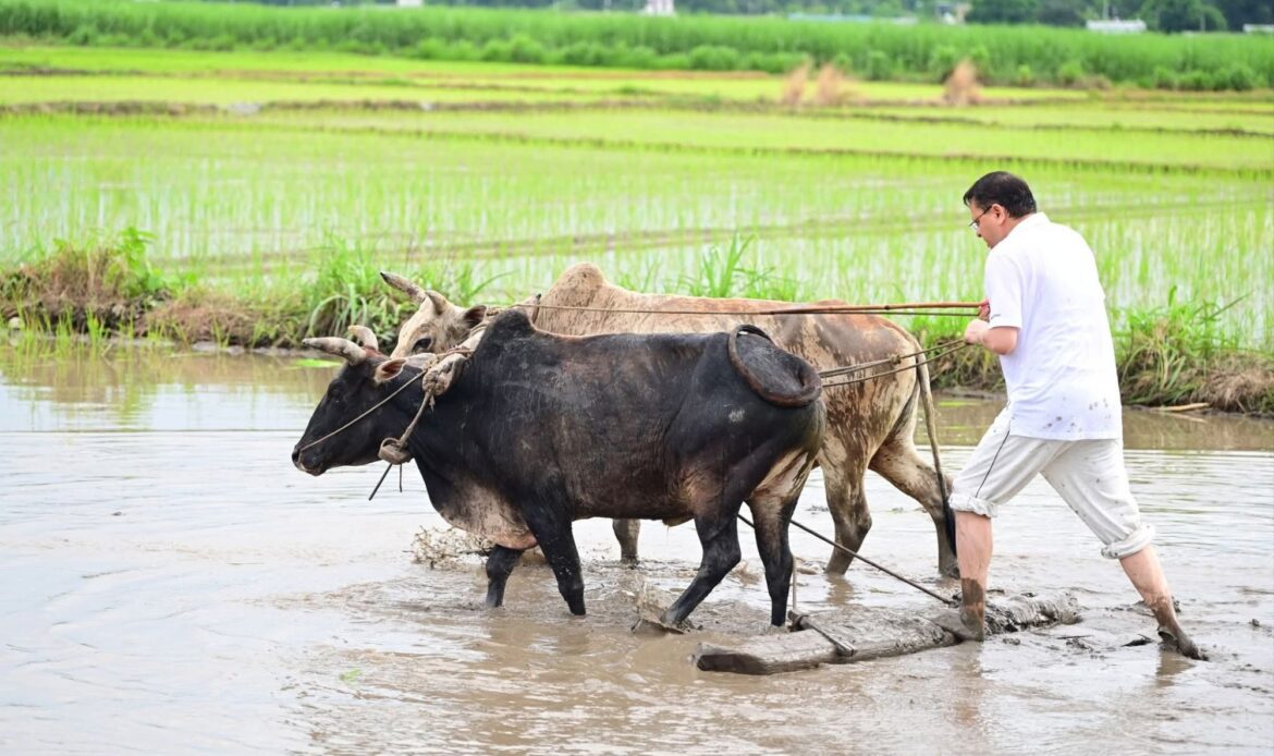 खटीमा के खेतों में सीएम धामी का किसान अवतार – हल चलाकर किया खेती की शुरुआत-Newsnetra 5 fb img 17517302406123024865386111646516