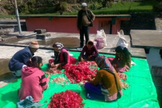 sonal paliwal 2 uttarakhand rev migr