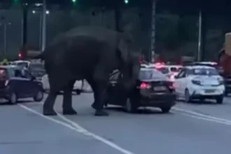 09 08 2025 elephant 2 24008515 202625349