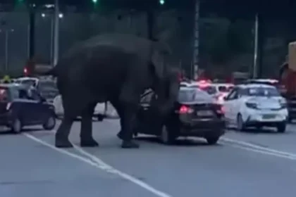 09 08 2025 elephant 2 24008515 202625349