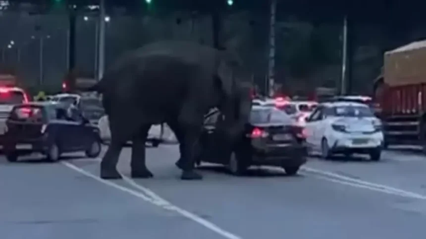 09 08 2025 elephant 2 24008515 202625349