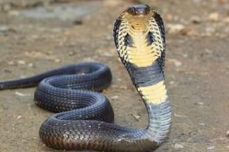 1 ab311faffb9ab5e80233df68f0dc3fe8