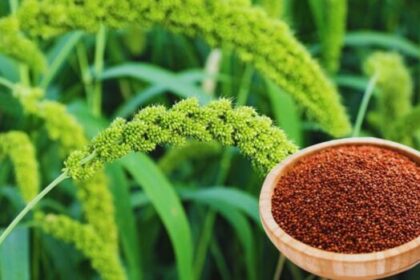 66c81b0e5d821 mandua 231557316 16x9 1 e1736000872961