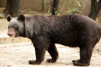 vathathha matha bhal ka haii mata 2dc6687928fd7a60adab2dd605db3caf 2