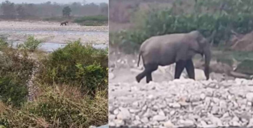 लच्छीवाला में मॉर्निंग वॉक कर रहे रिटायर्ड ओएनजीसी कर्मी पर जंगली हाथी का हमला, अस्पताल में भर्ती-Newsnetra 3 Screenshot 20251124 011533 Chrome