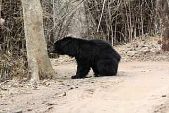 bear 1c3fe78a7dfeed9a16f65f7615898be6 3