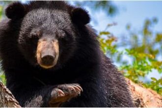 bear 541a5bfa67657c38b1b5fbe5201bb2d8 1