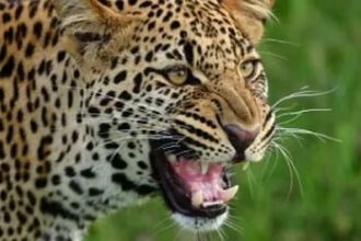 leopard e92a7a14aa94b7a470f7af96487c9795 2