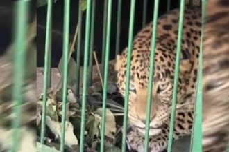 leopard fb2c651ee1ea89643c12847e2d86f317