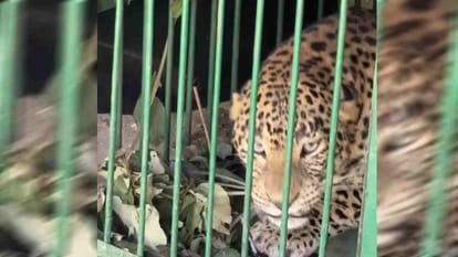 गुलदार का खौफ: शादी समारोहों की रौनक फीकी, लोग रात तक रुकने से कतरा रहे-Newsnetra 3 leopard fb2c651ee1ea89643c12847e2d86f317