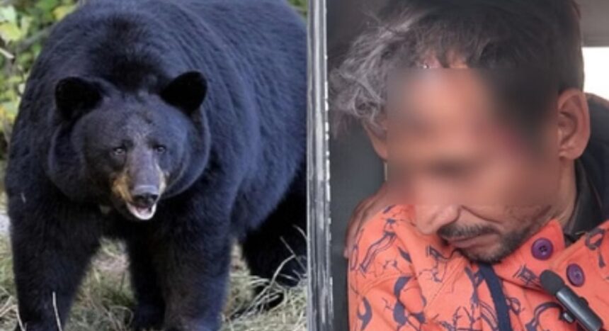 टिहरी में भालू का हमला: घास काटने गए व्यक्ति के सिर में गंभीर चोट, अस्पताल में भर्ती-Newsnetra 3 Screenshot 20251231 022001 Chrome