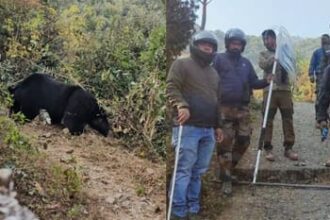 bear 02361d8102cf22c0ed496d54a39a639c 1