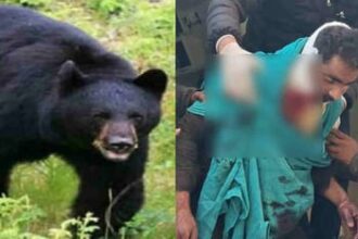 bhal ka hamal da59f18bec66d7ee529ffeebed417c88