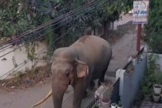 elephant 1 1765734414039