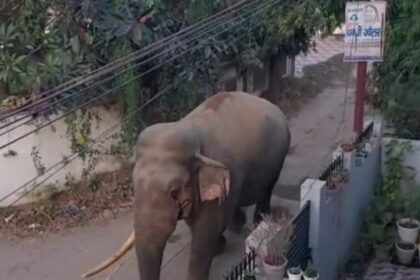 elephant 1 1765734414039