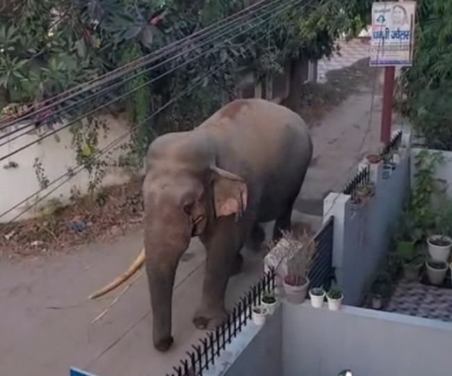 elephant 1 1765734414039