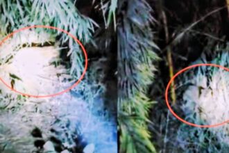 Screenshot 20260117 014931 Chrome2