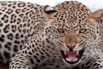 rajasathana e764478d523fbe9d7772a8e29600125a