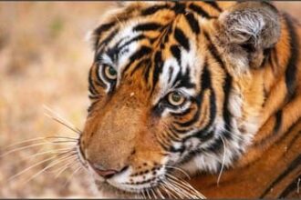 tiger travels 450 km to settle in yedshi ramling ghat sanctuary first in decades f23eb42d6ac69e0b32dcff6372313c2e 1