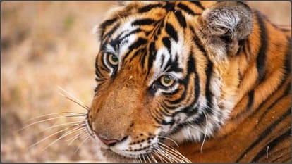 tiger travels 450 km to settle in yedshi ramling ghat sanctuary first in decades f23eb42d6ac69e0b32dcff6372313c2e 1
