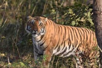 tiger 3da71fb59848f7527f196546d51fece2 1