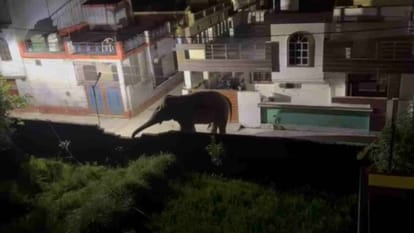 elephant 3523901ad257e0f4a42cb9987534df84