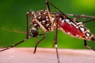 08 10 2023 dengue cases in uttarakhand 23550425