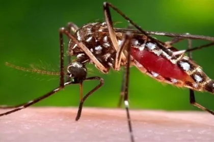 08 10 2023 dengue cases in uttarakhand 23550425