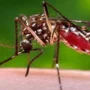 08 10 2023 dengue cases in uttarakhand 23550425