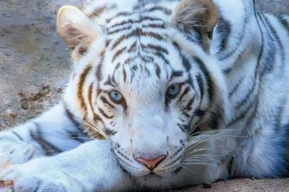 Dehradun Zoo Welcomes Its First Ever White Tiger Tejas 11zon