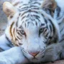 Dehradun Zoo Welcomes Its First Ever White Tiger Tejas 11zon