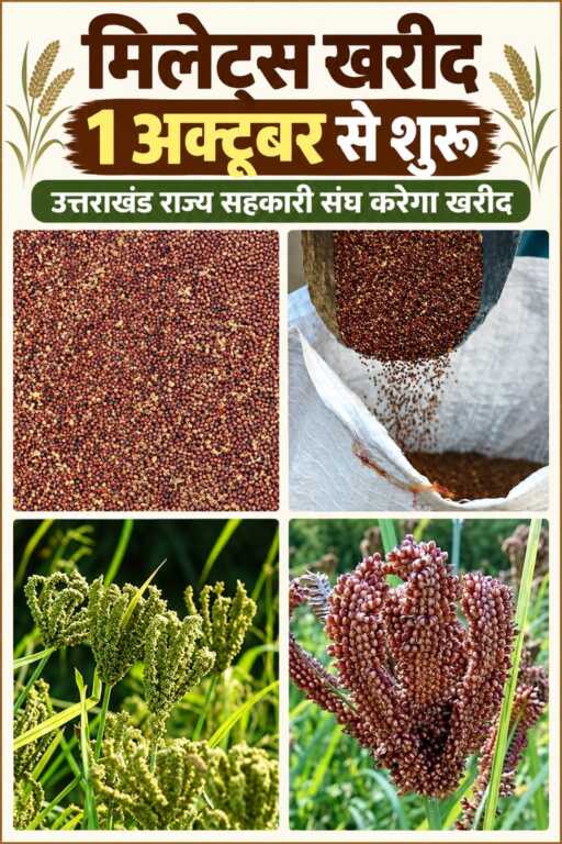 1 अक्टूबर से 250 केंद्रों पर होगी मिलेट्स की खरीद, किसानों को मंडुवा के मिलेंगे ₹52.05 प्रति किलो-Newsnetra 3 IMG 20261001 WA0077
